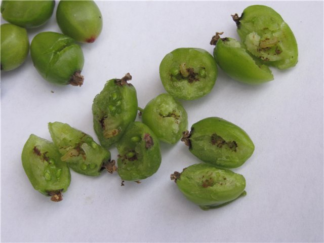 Gooseberry stock image. Image of frond, diet, berry, food - 12544939